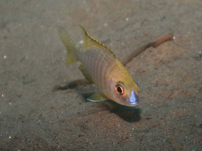 Aulonocara sp. 'deep lutheri' Gome